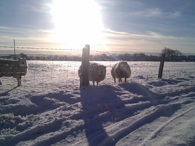 sheep