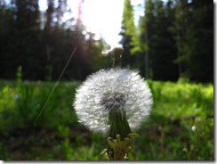 west elk backpacking 029