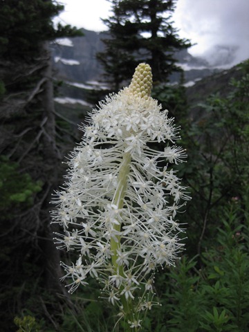 [glacierg0612.jpg]