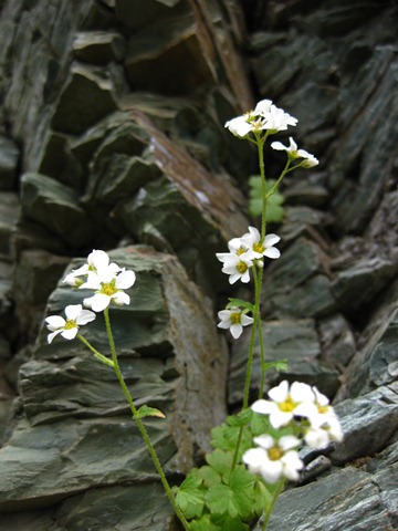 [glacierg0862.jpg]