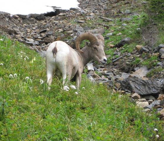 [glacierg0794.jpg]