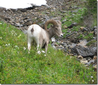 glacier g 079