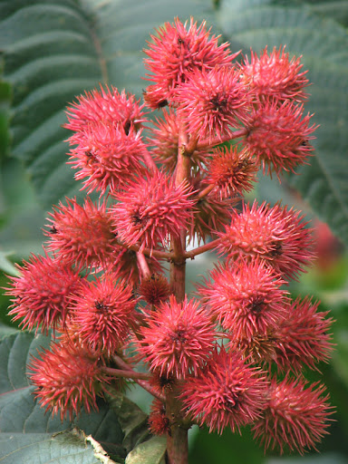 Anty kret, R�cznik (Ricinus communis)