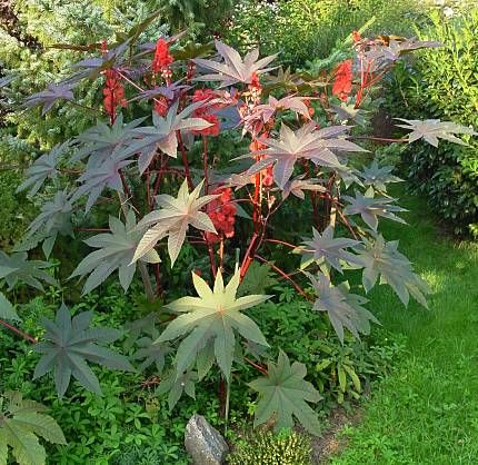 Anty kret, R�cznik (Ricinus communis)