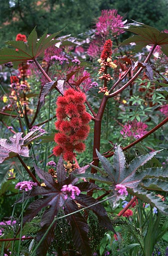 Anty kret, R�cznik (Ricinus communis)
