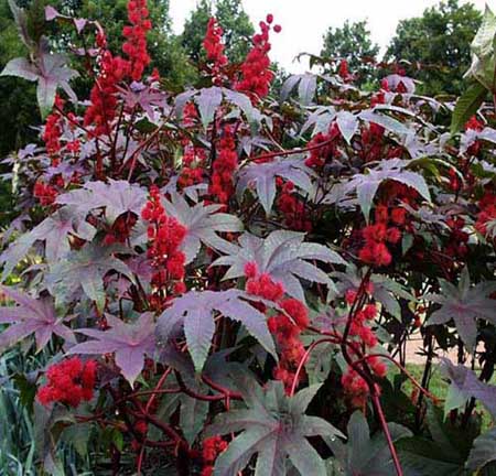 Anty kret, R�cznik (Ricinus communis)
