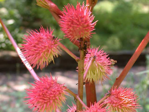 Anty kret, R�cznik (Ricinus communis)