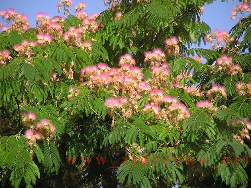 Albizia julibrissin jedwabne drzewo