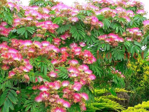 Albizia julibrissin jedwabne drzewo