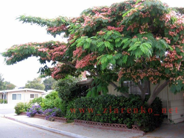Albizia julibrissin jedwabne drzewo