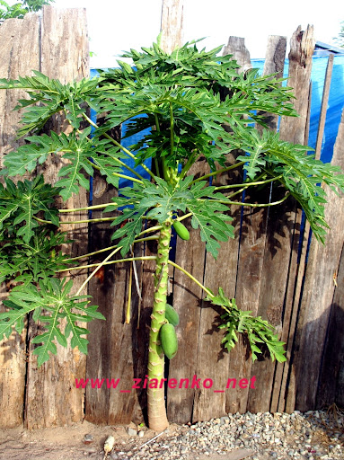 papaja Carica papaya