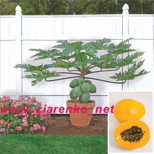 papaja Carica papaya