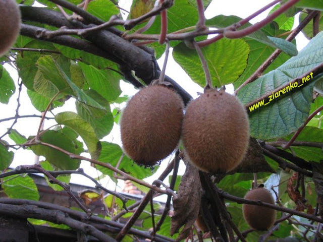 Kiwi Actinidia Chińska