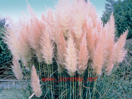 trawa pampasowa różowa Cortaderia Selloana