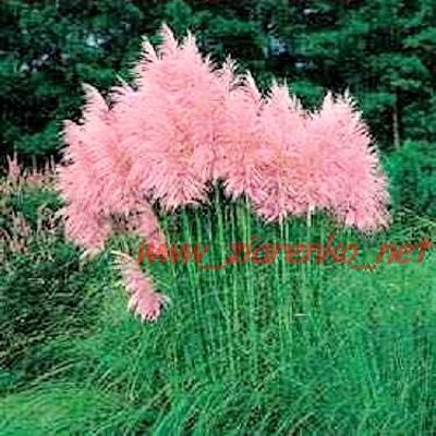 trawa pampasowa r�owa Cortaderia Selloana