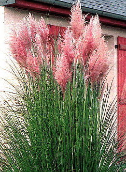 http://lh3.ggpht.com/_Sk1BvEVaxbs/S5fihlk5YxI/AAAAAAAAAUI/GIZMkV1v4GY/cortaderia.jpg