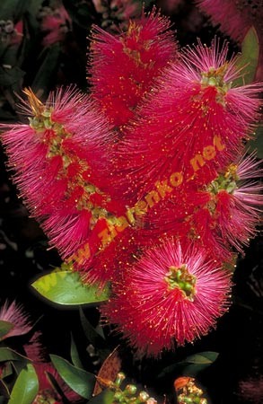 Kuflik Callistemon Citrinus