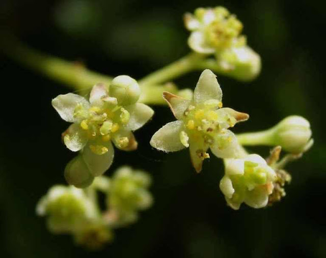 Cynamonowiec Kamforowy cinnamomum camphora