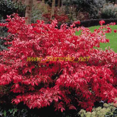 Płonący krzew Euonymus alatus
