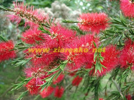 Kuflik Callistemon Citrinus
