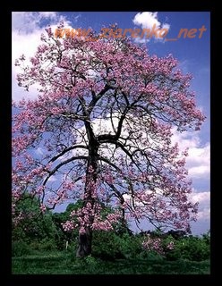 Paulownia Tomentosa Cesarskie Drzewo