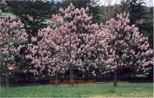 Paulownia Tomentosa Cesarskie Drzewo