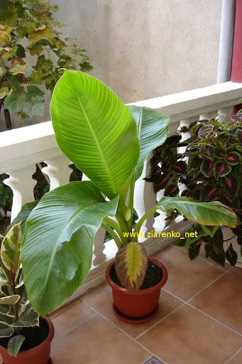 Musa ensete BANANOWIEC OZDOBNY banan