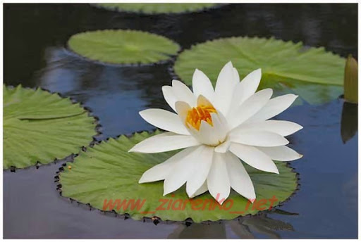 nymphaea juno Lilia wodna