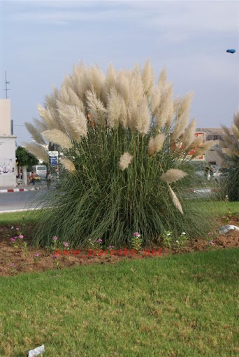 Cortaderia%20selloana%20%282%29.jpg