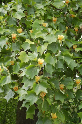 Tulipanowiec Mrozoodporny Liriodendron Tulipifera