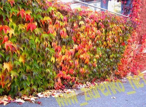 Winobluszcz pi�ciolistkowy (Parthenocissus quinquefolia)
