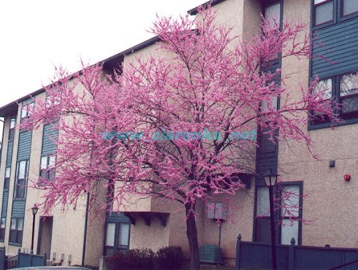 Mrozoodporny Judaszowiec Kanadyjski Cercis Canadensis