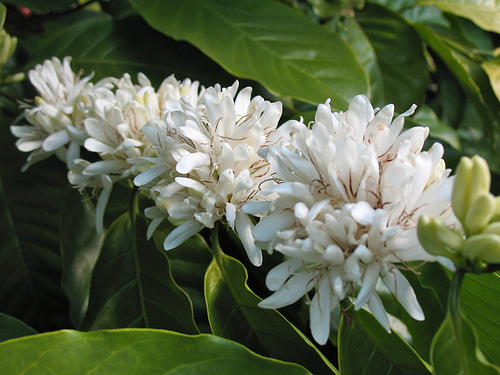 kawa arabska coffea arabica