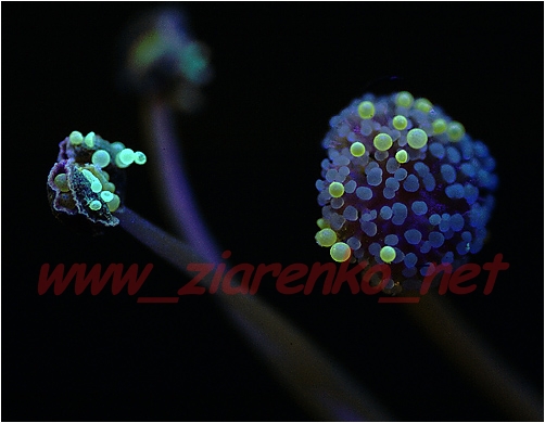 dziwaczek cudaczek mirabilis jalapa świecąca roślina
