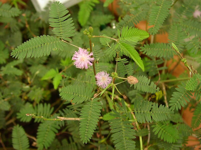 Mimoza wstydliwa Mimosa Pudica