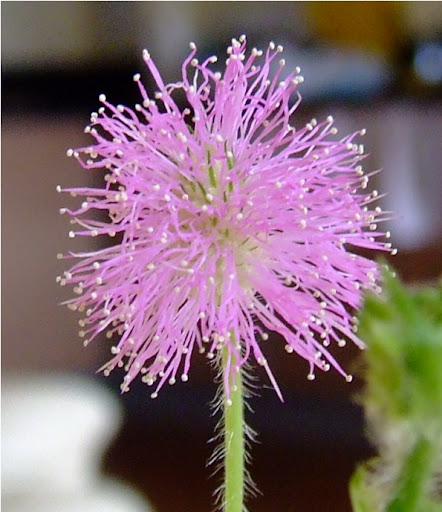 Mimoza wstydliwa Mimosa Pudica