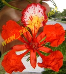 Płomień Afryki (Delonix Regia)