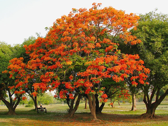 Płomień Afryki (Delonix Regia)