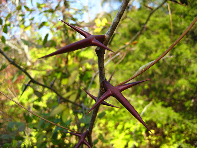 glediczja tr�jcierniowa Gleditsia triacanthos