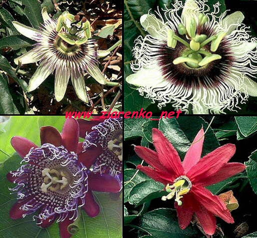Kwiat męki pańskiej Passiflora marakuja