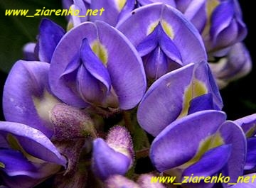 Glicynia Chińska Wisteria sinensis