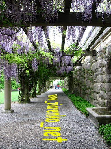 Glicynia Chińska Wisteria sinensis