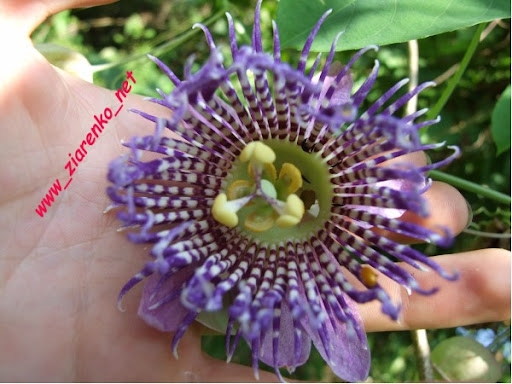 Kwiat męki pańskiej Passiflora marakuja