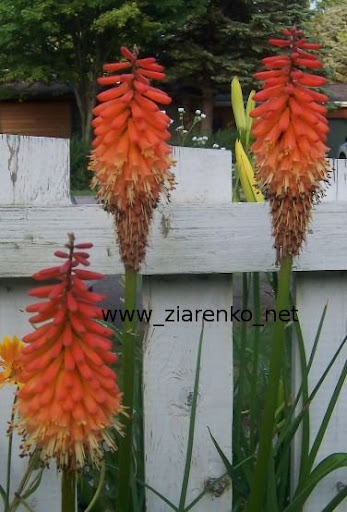 Trytoma groniasta Kniphofia uvaria