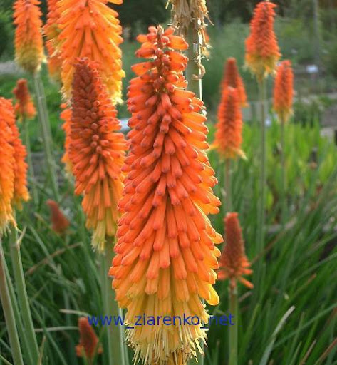 Trytoma groniasta Kniphofia uvaria