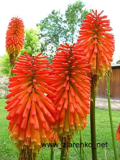 Trytoma groniasta Kniphofia uvaria