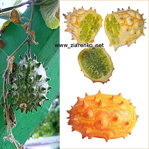 Kiwano Cucumis metuliferus
