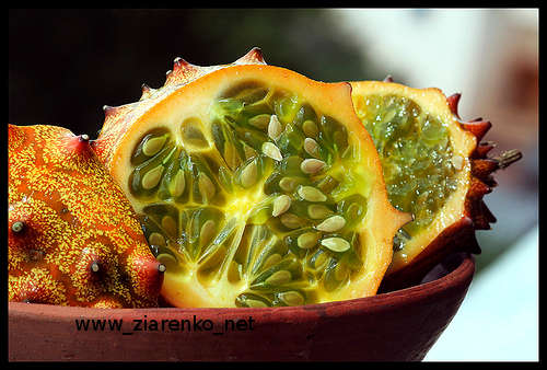 Kiwano Cucumis metuliferus