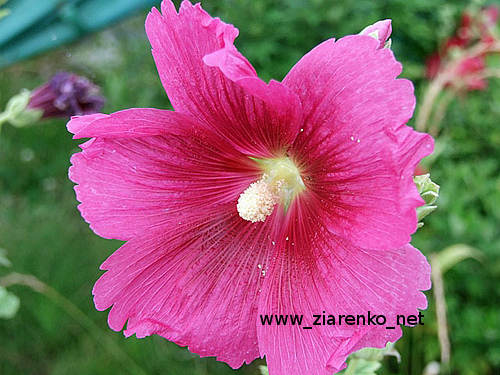 Malwa (Althaea rosea)