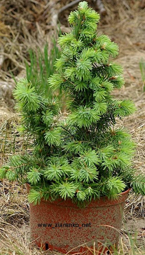Daglezja zielona, �wi�teczne drzewko (Pseudotsuga menziesii)